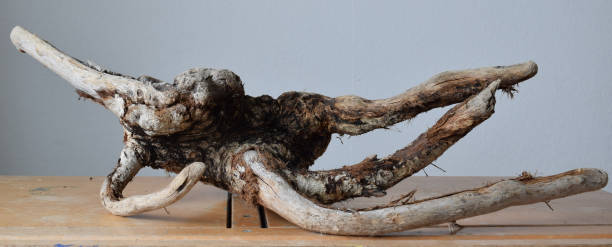 istock Driftwood reclining on a desk 1017230414