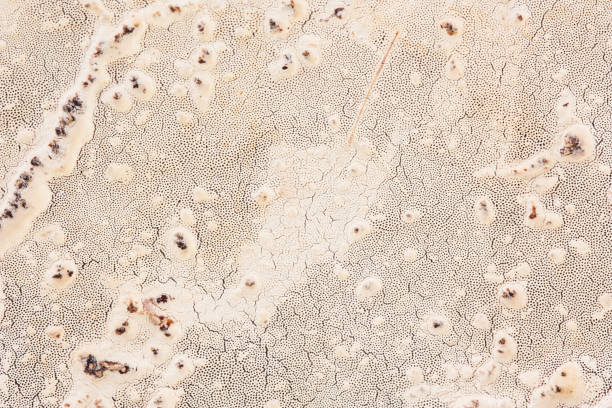 istock Bottom Hubs that look like a dried up salt lake. 1017230570