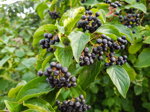 istock Black appleberry - Aronia melanocarpa 1017236070
