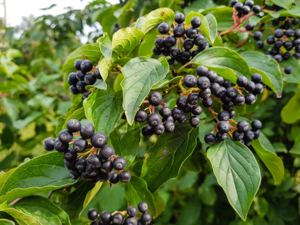 istock Black appleberry - Aronia melanocarpa 1017236094