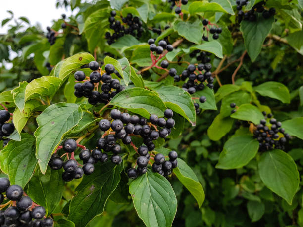 istock Black appleberry - Aronia melanocarpa 1017236096