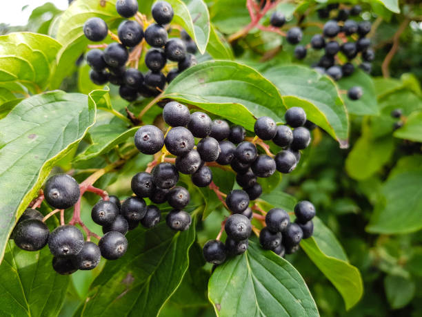 istock Black appleberry - Aronia melanocarpa 1017236100