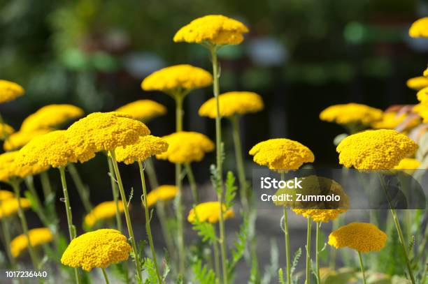 Achillea Asplenifolia With Beautiful Yellow Head Flowers Stock Photo - Download Image Now