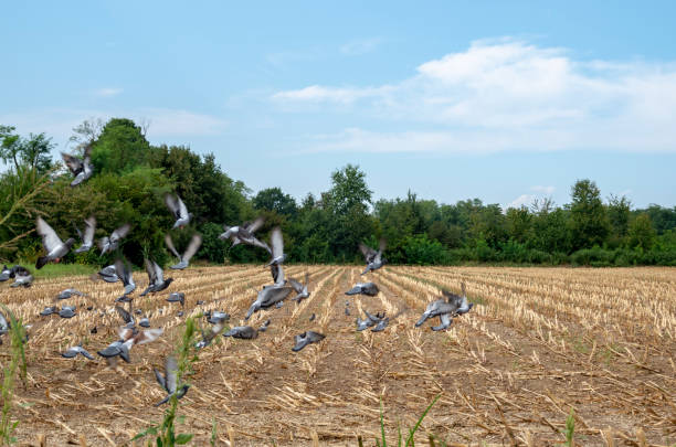 flock of pigeons fly on a cultivated field