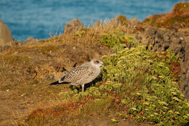 istock A juvenile Herring seagull on a cliff top 1017261178