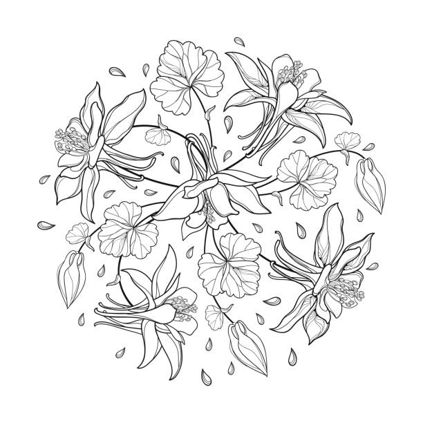 illustrazioni stock, clip art, cartoni animati e icone di tendenza di bouquet rotondo vettoriale con contorno aquilegia o fiore di columbina, bocciolo e foglia in nero isolato su sfondo bianco. - circle nature botany bud