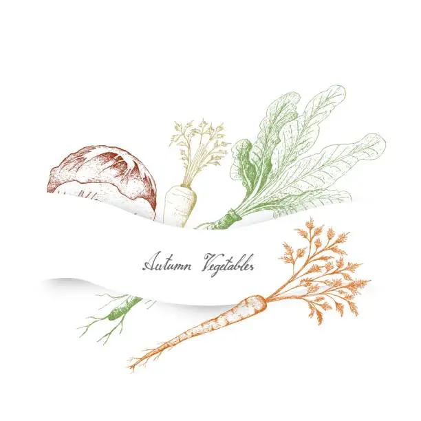 Vector illustration of Hand Drawn Autumn Vegetables of Radicchio, Hamburg Parsley and Horseradish