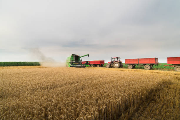 istock Pouring wheat grain into tractor trailer after harvest 1017270362