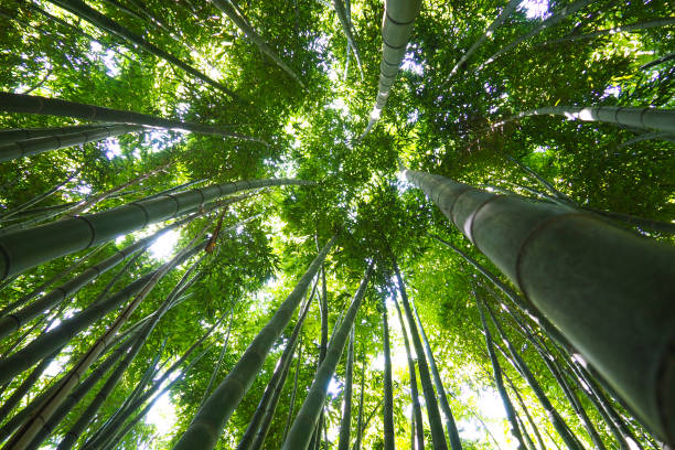 istock Bamboo forest in Thailand in Southeast Asia 1017270586