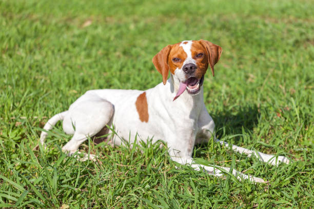 istock English pointer sits on the grass, animals world 1017271038