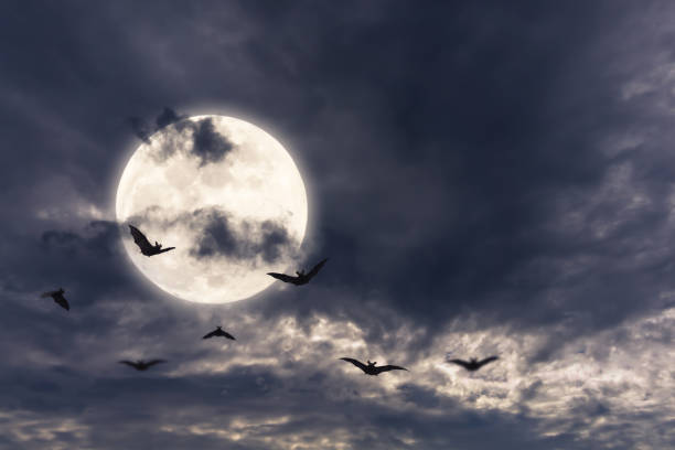 bats around the full moon bats around the full moon bat animal photos stock pictures, royalty-free photos & images