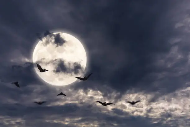 Photo of bats around the full moon