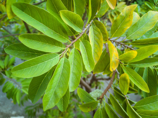 istock Green fresh natural leaves background 1017275392