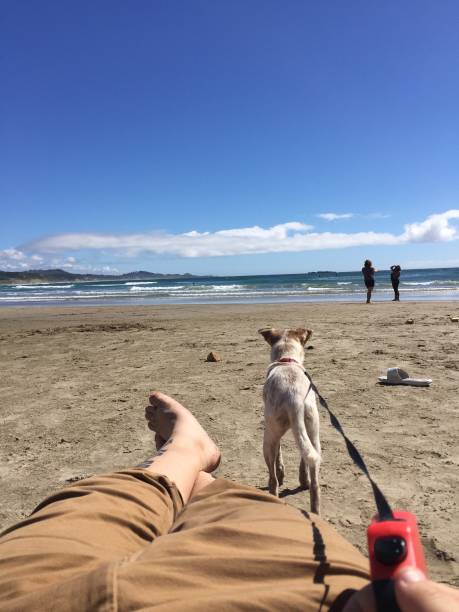 istock Personal Perspective Dog Owner and Dog on Sunny Beach 1017276042