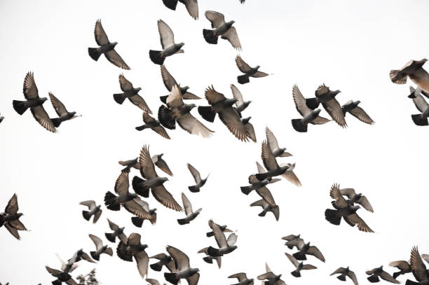 istock Group of many pigeons flying in the grey sky 1017278414