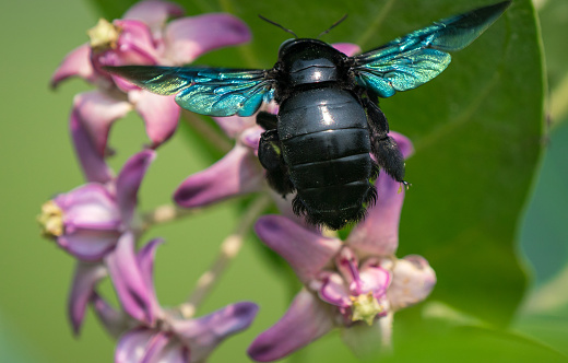 Xylocopa valga or carpenter bee on Calotropis procera or Apple of Sodom flowers. Macro with shallow DOF