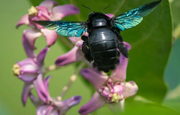 Photo of Xylocopa valga or carpenter bee on Calotropis procera or Apple of Sodom flowers. Macro with shallow DOF