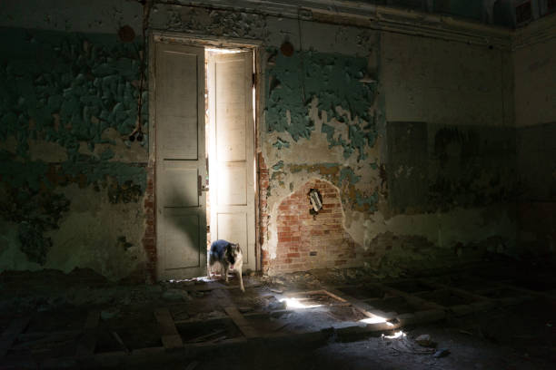 istock The door to the abandoned house 1017282028