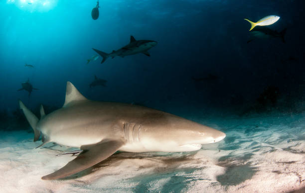 istock Lemon shark at the Bahamas 1017284956