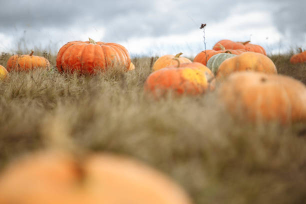 istock Colorful orange pumpkins in a field. Selective focus close up with background blur. Background for the autumn season and Halloween 1017287024