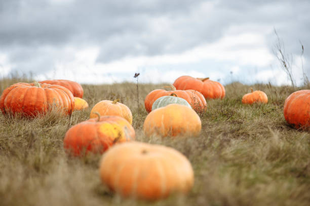 istock Field of pumpkins 1017287056