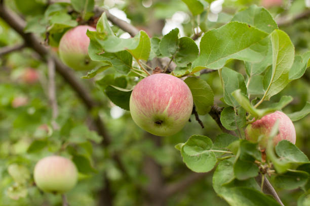 istock Apples on the branches in the garden. Largly. 1017287242