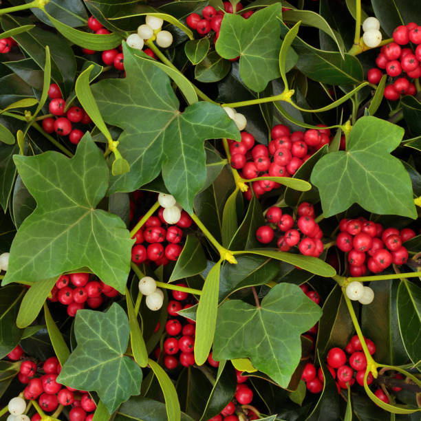 istock Holly Ivy and Mistletoe Winter Greenery 1017287348