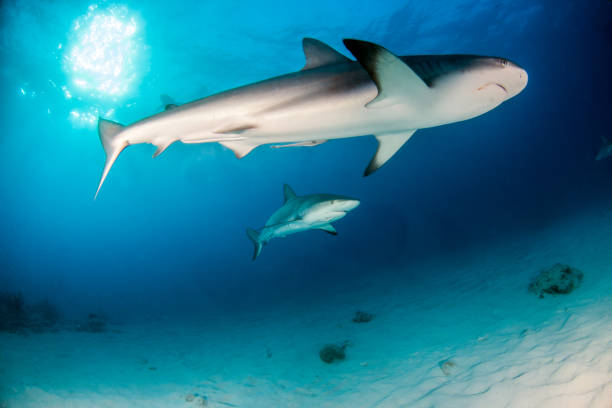 istock Caribbean reef shark at the Bahamas 1017287582