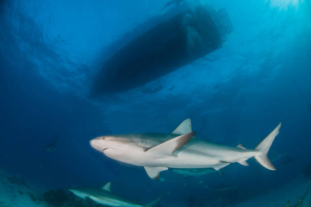 istock Caribbean reef shark at the Bahamas 1017287654