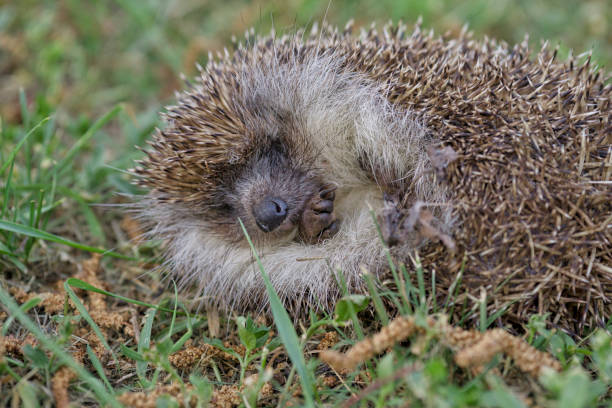 istock a hedgehog is sleeping in the garden 1017287892