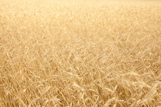 istock Dry yellow grass on the field 1017289976