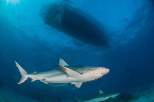 istock Caribbean reef shark at the Bahamas 1017290640