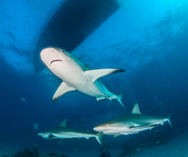 istock Caribbean reef shark at the Bahamas 1017293052