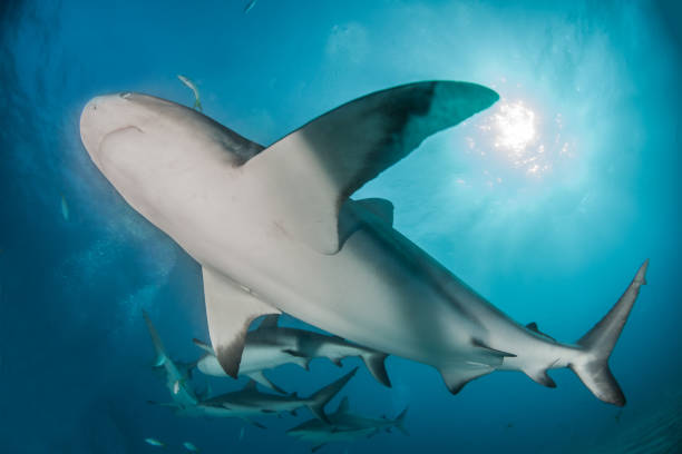 istock Caribbean reef shark at the Bahamas 1017293408