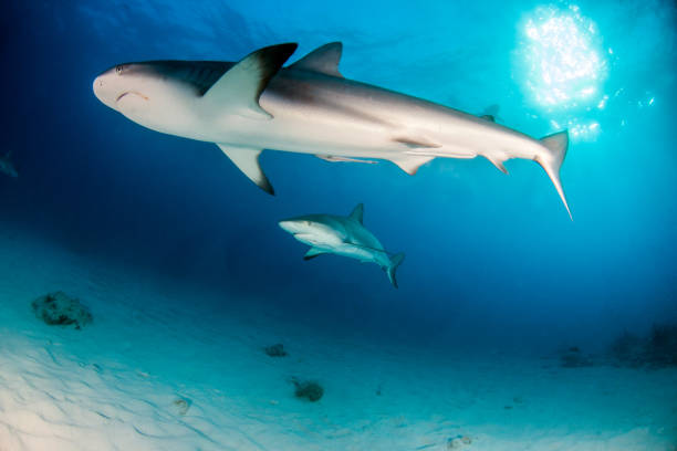 istock Caribbean reef shark at the Bahamas 1017294138