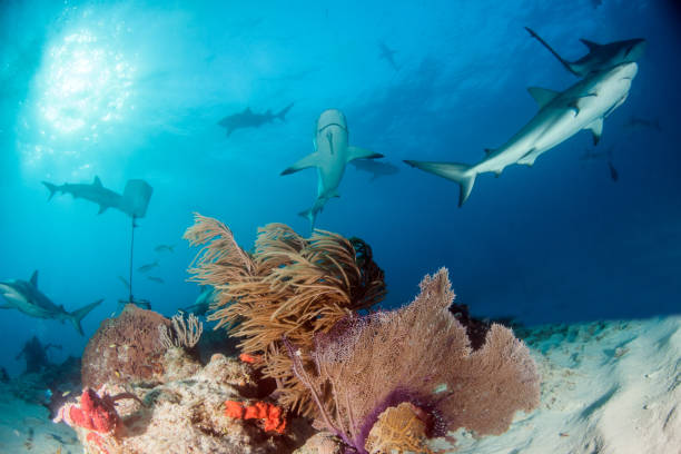istock Caribbean reef shark at the Bahamas 1017294318