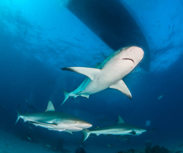 istock Caribbean reef shark at the Bahamas 1017296504