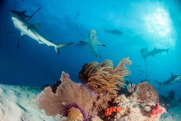 istock Caribbean reef shark at the Bahamas 1017296802