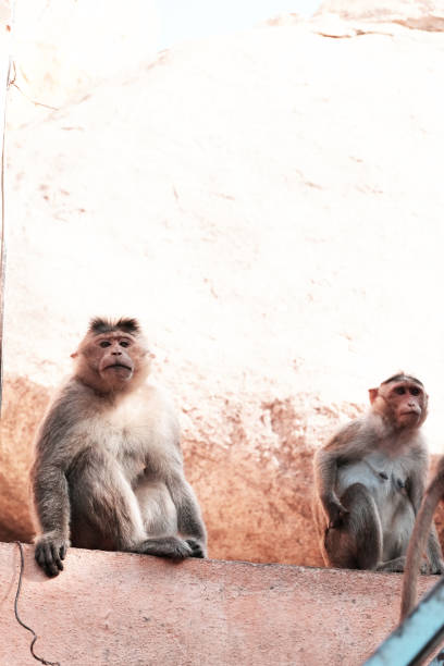 istock Monkeys are looking at the camera sitting on a rock 1017297196
