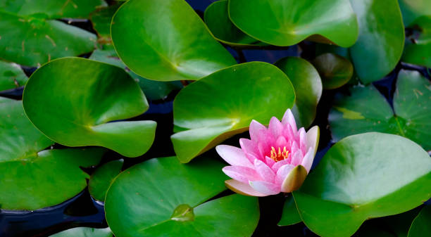 beau nénuphar rose - single flower flower water lily water plant photos et images de collection