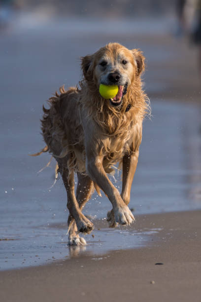 istock Galloping along with wet sand of the beach. 1017299808