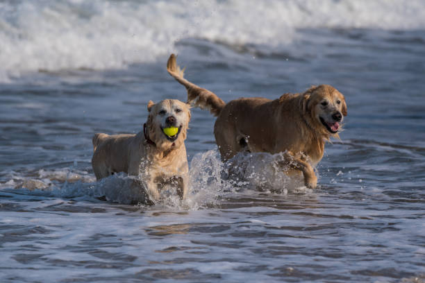 istock Happy to get to the wet ball first. 1017299836