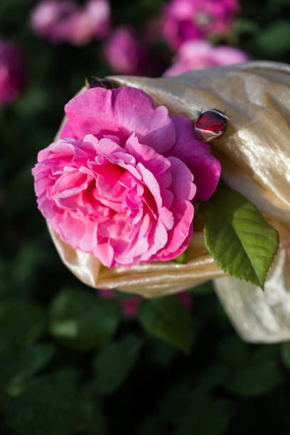 istock Blooming beautiful colorful rose in floral background 1017300068