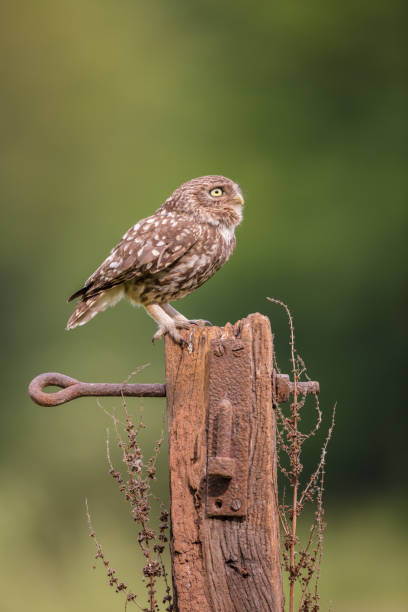 istock Male Little Owl 1017300710