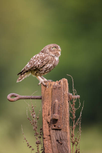 Male Little Owl stock photo