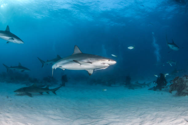 istock Caribbean reef shark at the Bahamas 1017303254