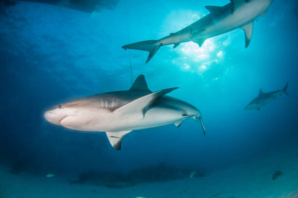 istock Caribbean reef shark at the Bahamas 1017303498