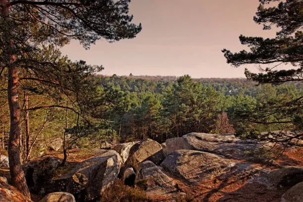 Sunset in the forest of Fontainebleau in the early spring.This French forest is a national natural park wellknown for its boulders with various shapes and dimensions. It is the biggest and most developed bouldering (a specific style of  rock climbing) area in the world.