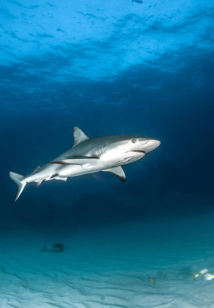 istock Caribbean reef shark at the Bahamas 1017303576