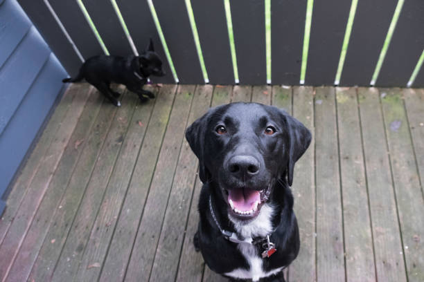 istock A happy dog smiles at the camera 1017305928
